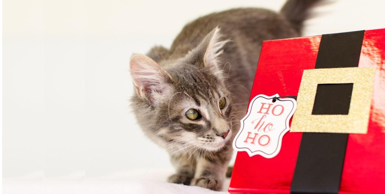 kitten and box