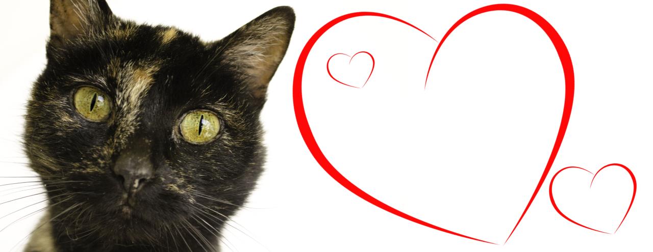 SVACA VDay Banner - Lila Cat w Hearts