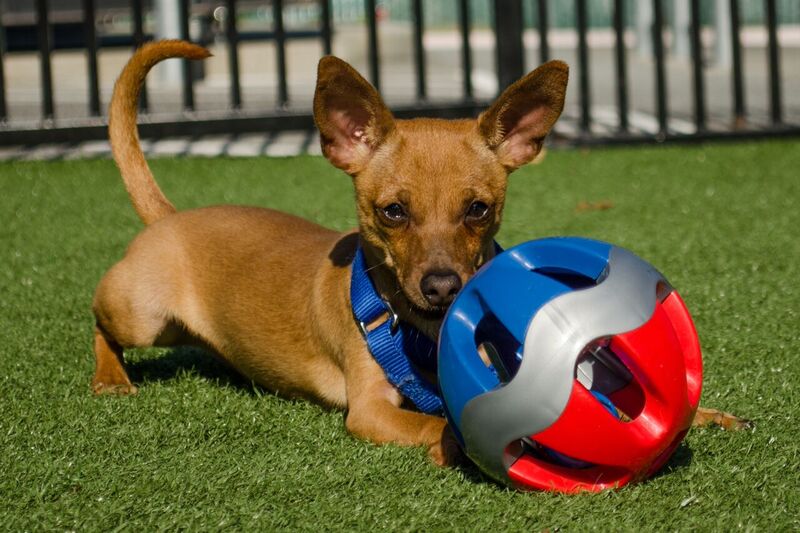 Nemo with ball2