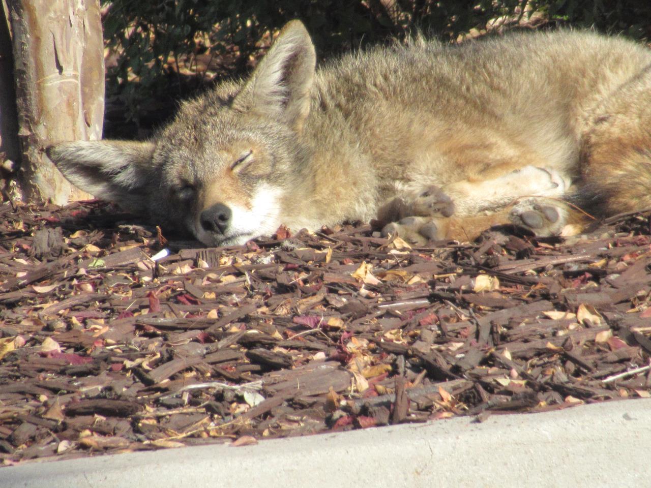 Sleeping during observation