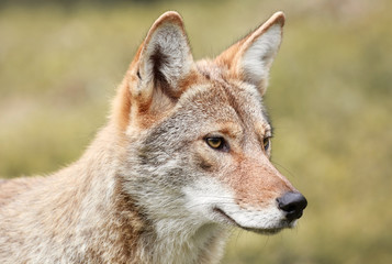 coyote