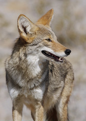 coyote 2