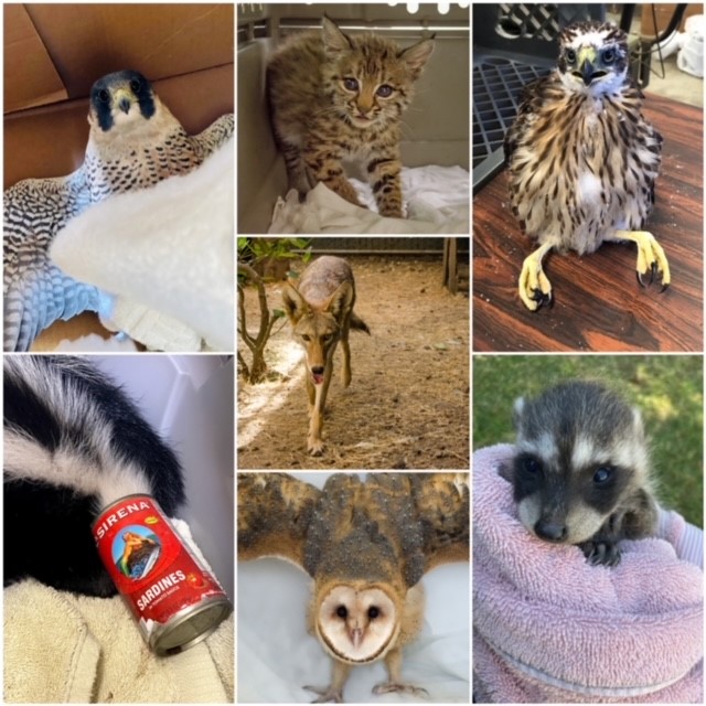 wildlife collage2.png