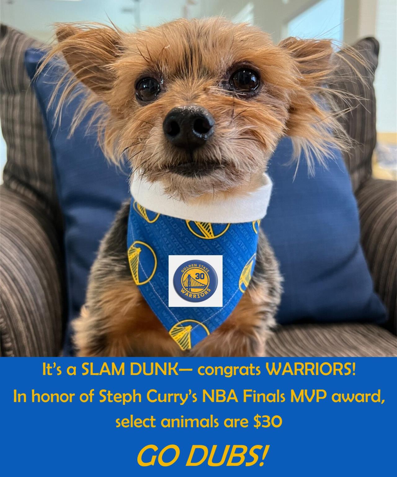 Go Dubs Dog